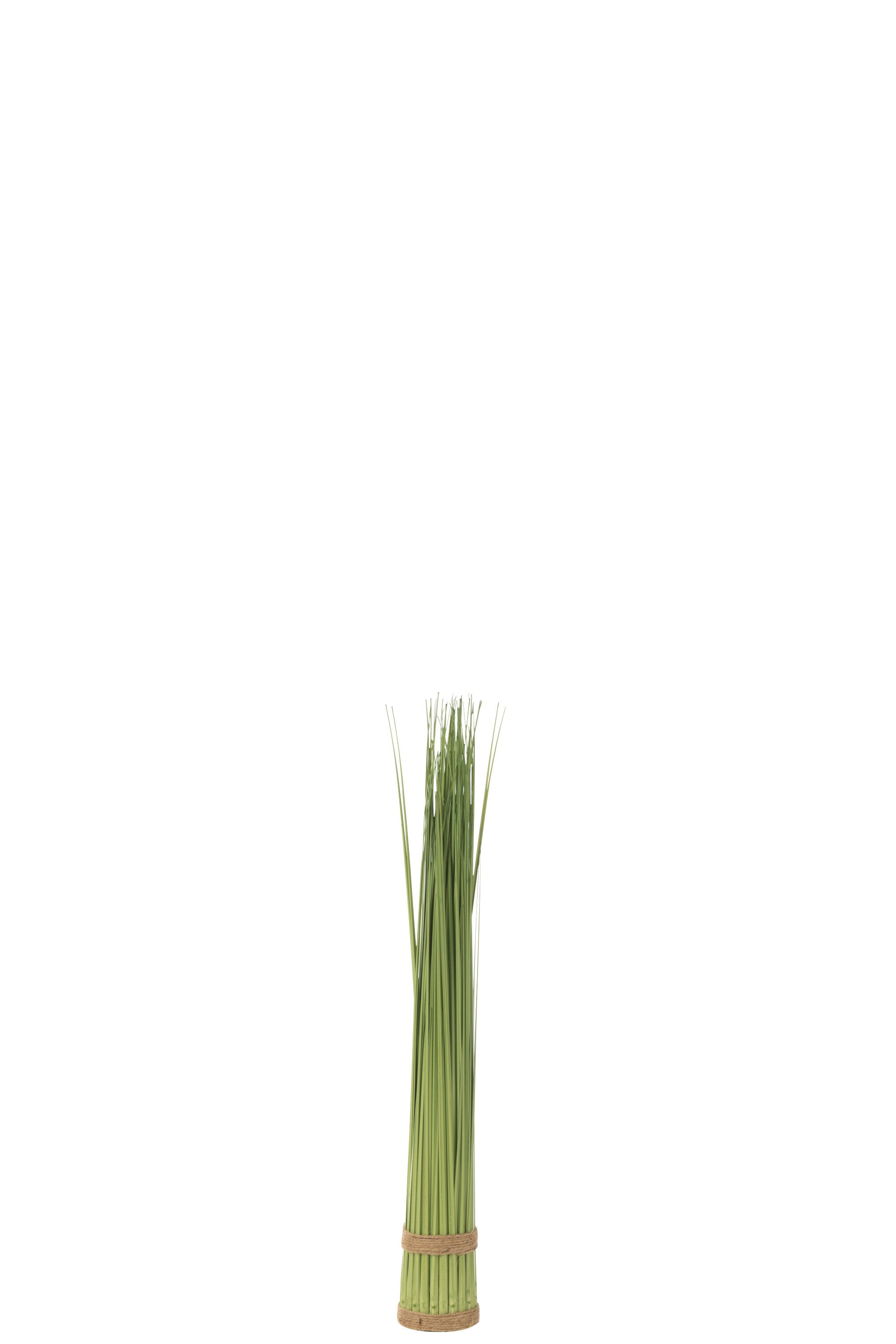 Plant Jline Grass